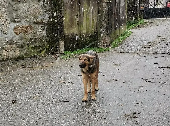 Casa Do Faqueiro De Casas Brioso * Outeiro (Tras-Os-Montes)